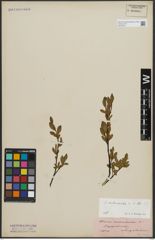 Foto von Salix arbuscula L.